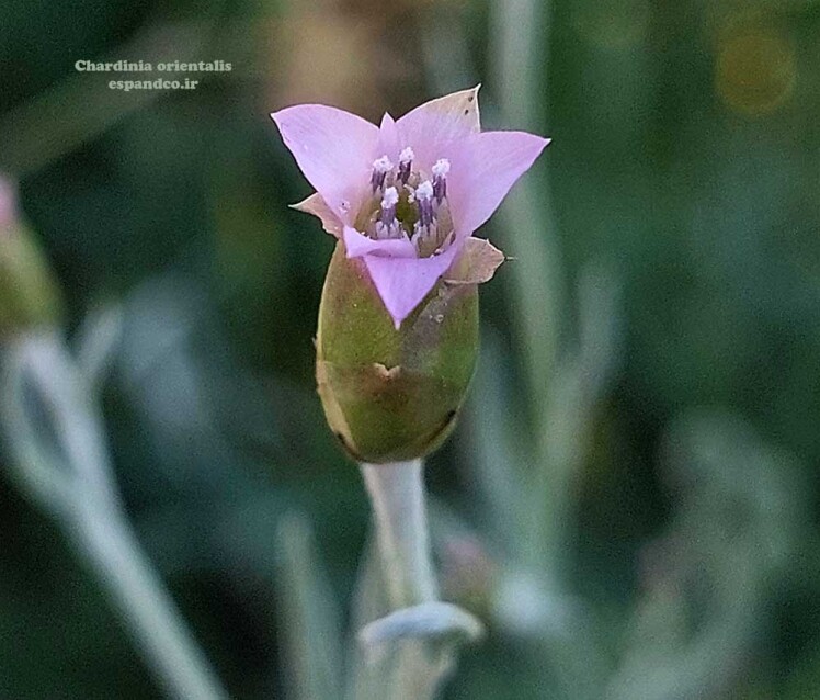 کاردینیا